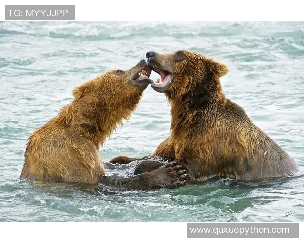 灰熊栖息地保护与生态平衡:探索灰熊在自然环境中的重要角色与未来挑战